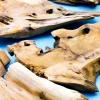 Anthony Peters Fir Wood - DriftWood - 500g