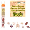 Safari Human Organs Toob