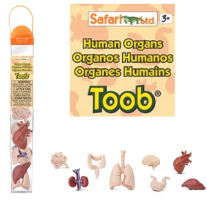 Safari Human Organs Toob