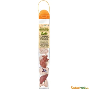 Safari Human Organs Toob