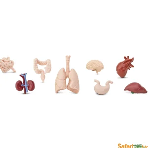 Safari Human Organs Toob