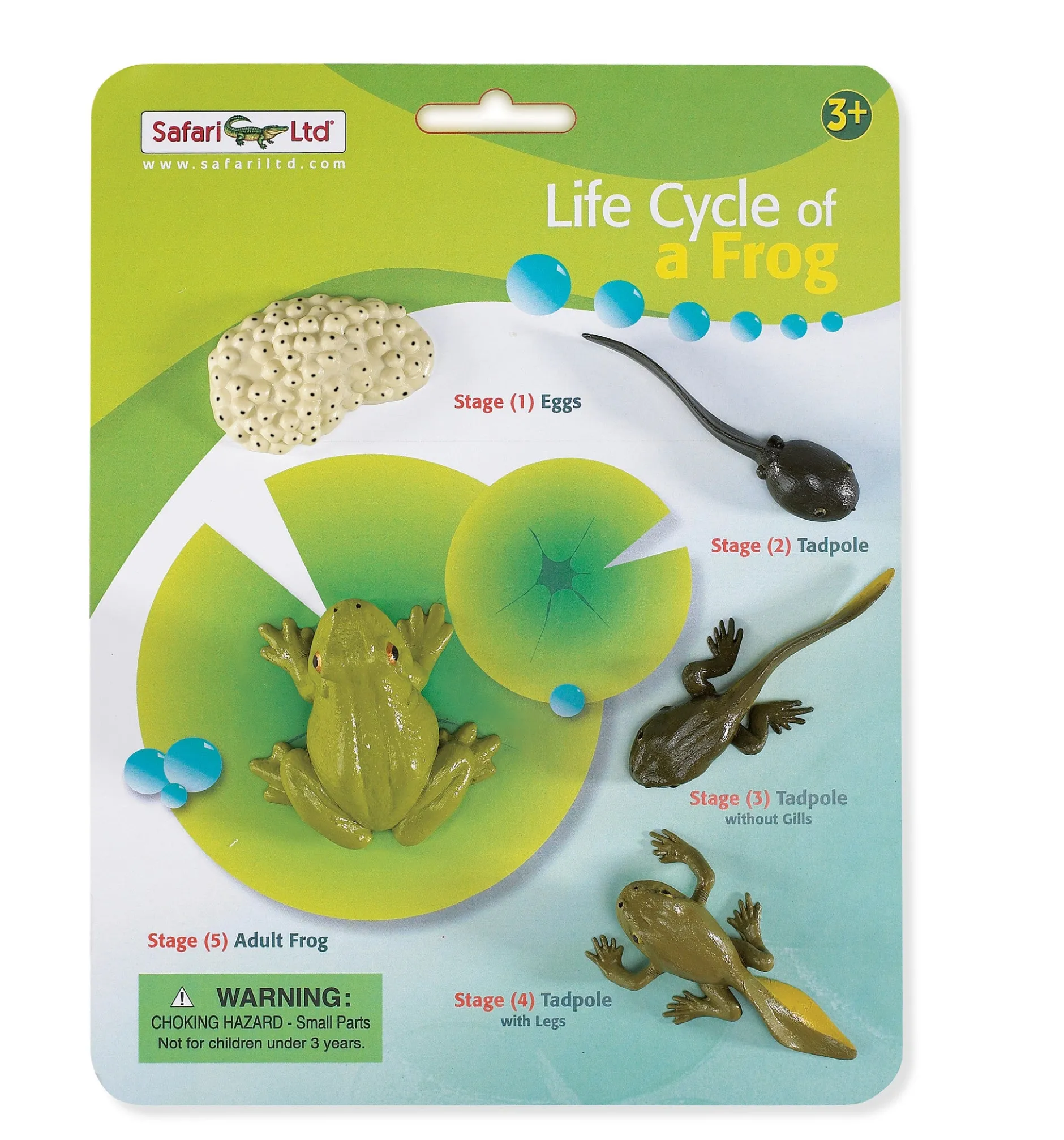 life_cycle_of_a_frog_0.webp Safari Life Cycle of a Frog
