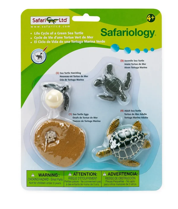 Safari Life Cycle of a Green Sea Turtle