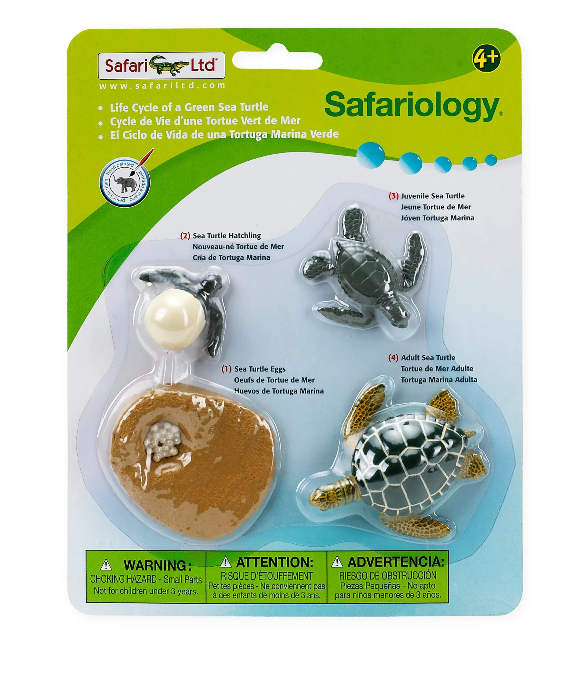 life_cycle_of_a_green_sea_0.webp Safari Life Cycle of a Green Sea Turtle