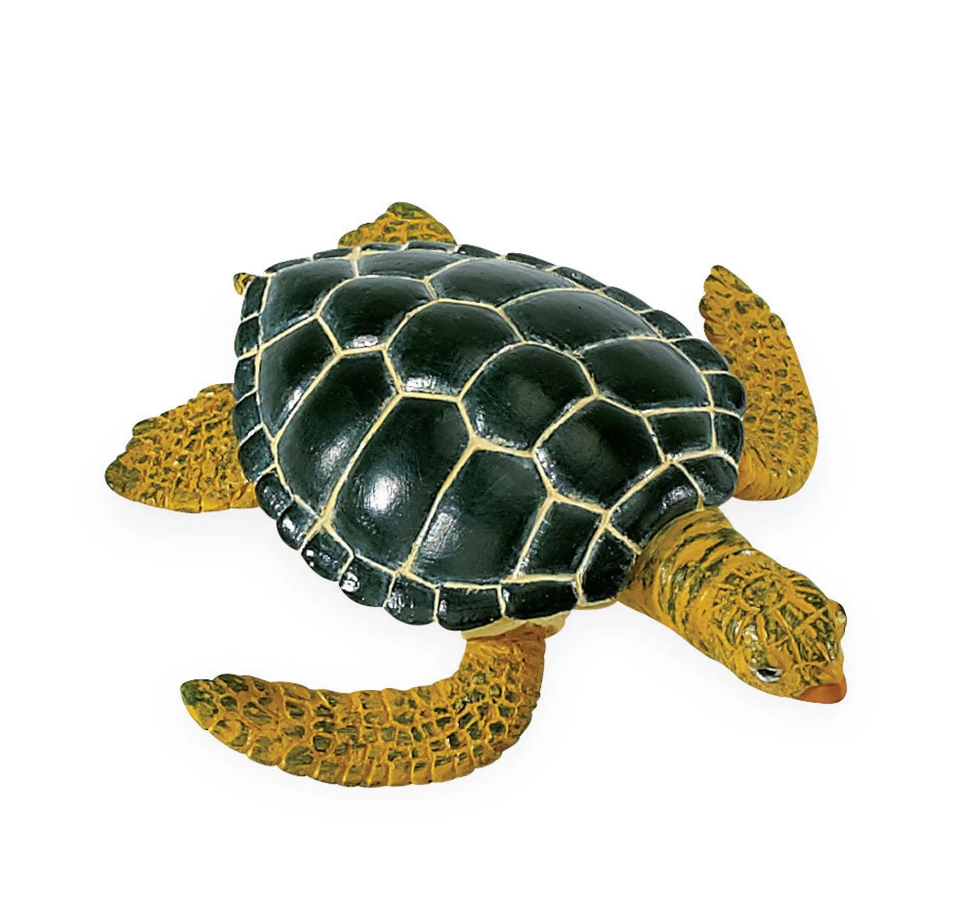 life_cycle_of_a_green_sea_3.webp Safari Life Cycle of a Green Sea Turtle