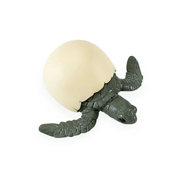 Safari Life Cycle of a Green Sea Turtle