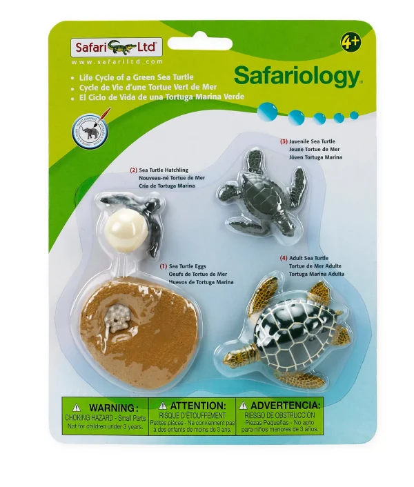 Safari Life Cycle of a Green Sea Turtle
