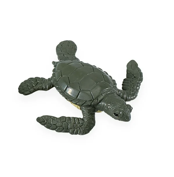 Safari Life Cycle of a Green Sea Turtle