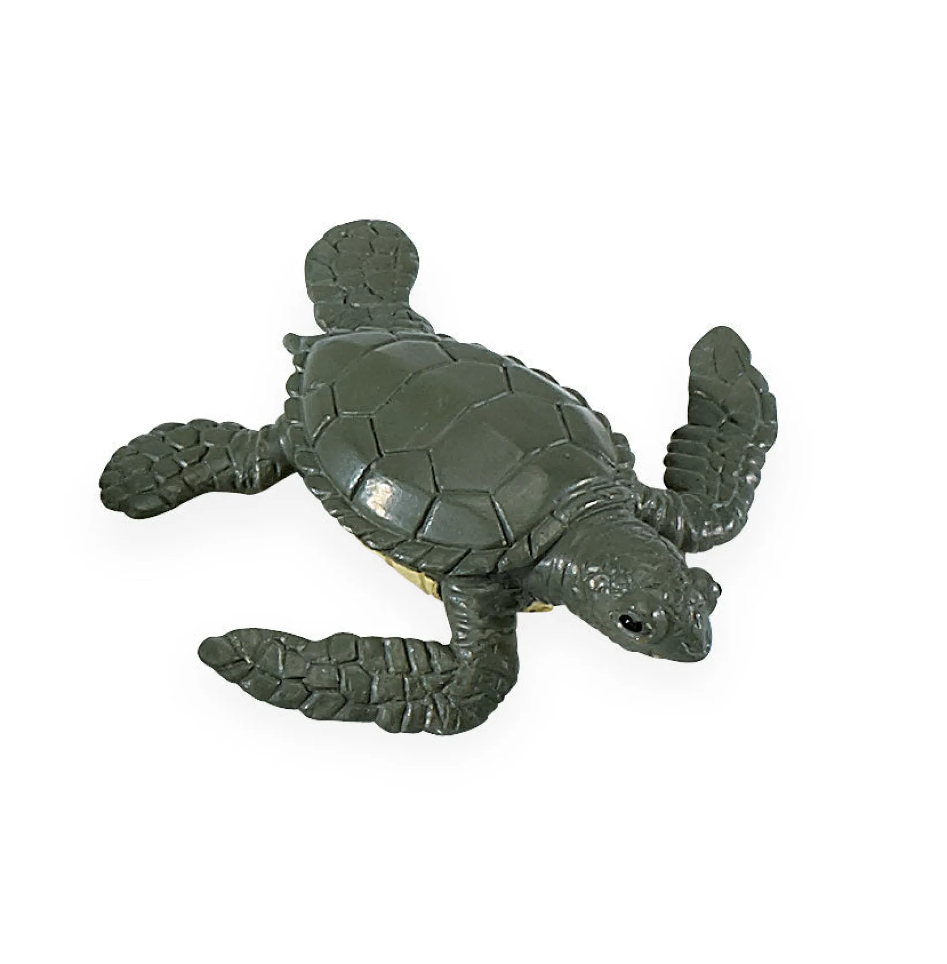 life_cycle_of_a_green_sea_8.webp Safari Life Cycle of a Green Sea Turtle