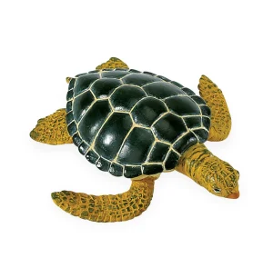 Safari Life Cycle of a Green Sea Turtle