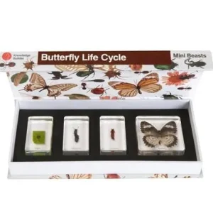 Educational Toys Lifecycle - Butterfly And Frog Set