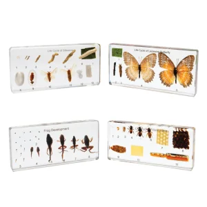 Educational Toys Lifecycle - Butterfly And Frog Set