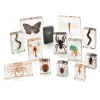 KNOWLEDGE BUILDER Mini Beast Arthropods (Large Set) - Reduced To Clear!