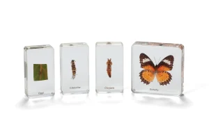 KNOWLEDGE BUILDER Mini Beasts Butterfly Life Cycle - Reduced To Clear!