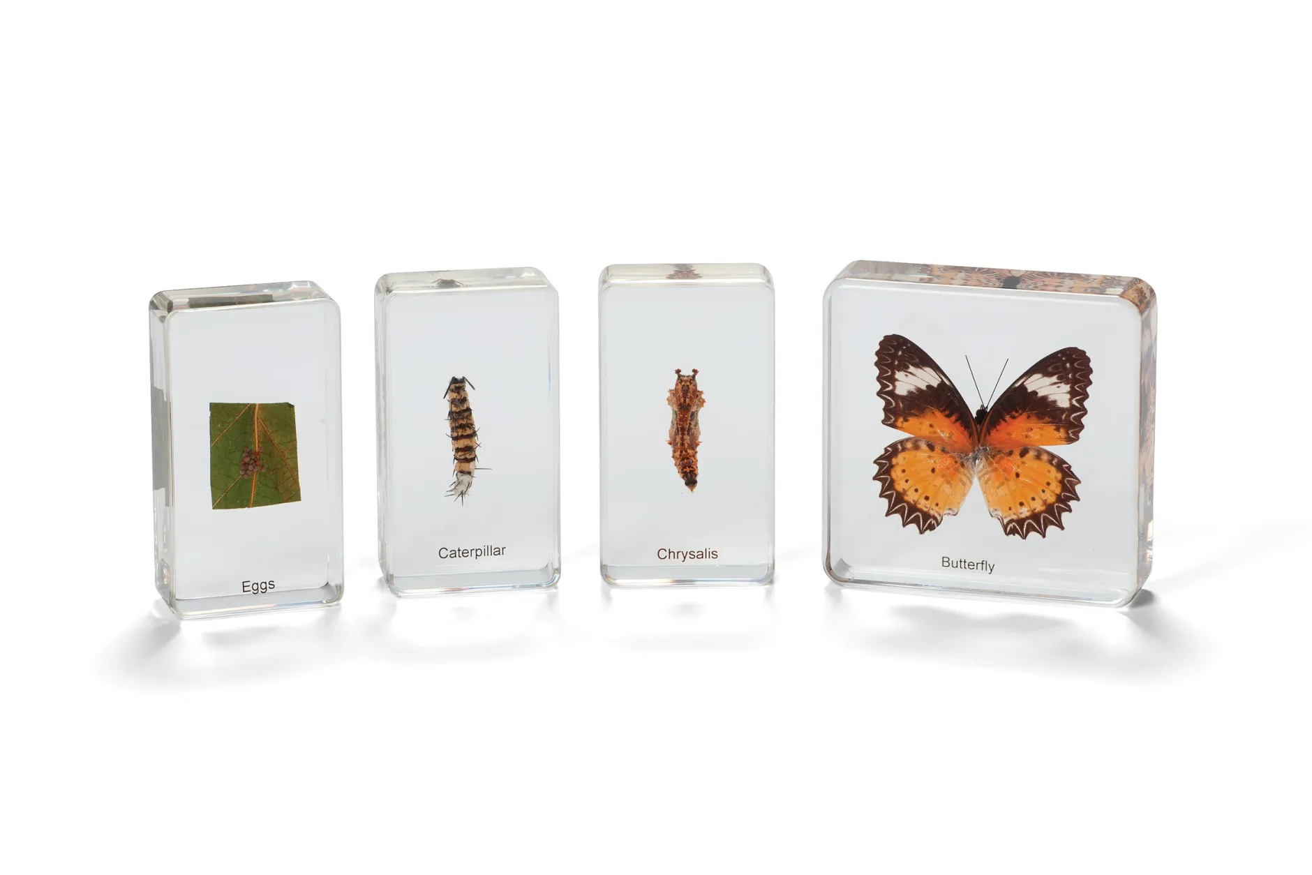 mini_beasts_butterfly_lif_1.webp KNOWLEDGE BUILDER Mini Beasts Butterfly Life Cycle - Reduced To Clear!