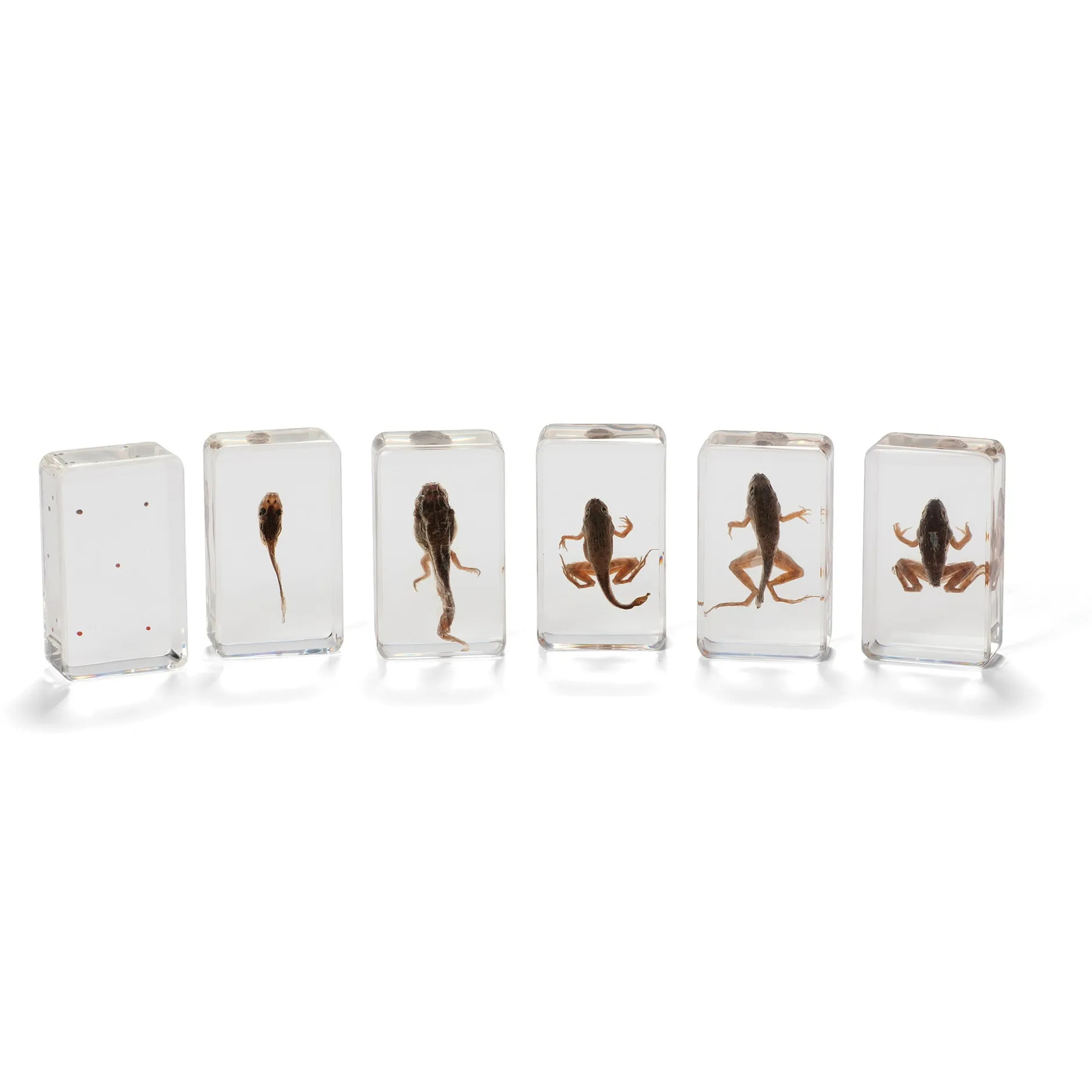 mini_beasts_frog_life_cyc_0.webp KNOWLEDGE BUILDER Mini Beasts frog Life Cycle - Reduced To Clear!