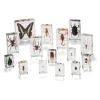 KNOWLEDGE BUILDER Mini Beasts Insects and Spiders (Large Set) - Reduced To Clear!