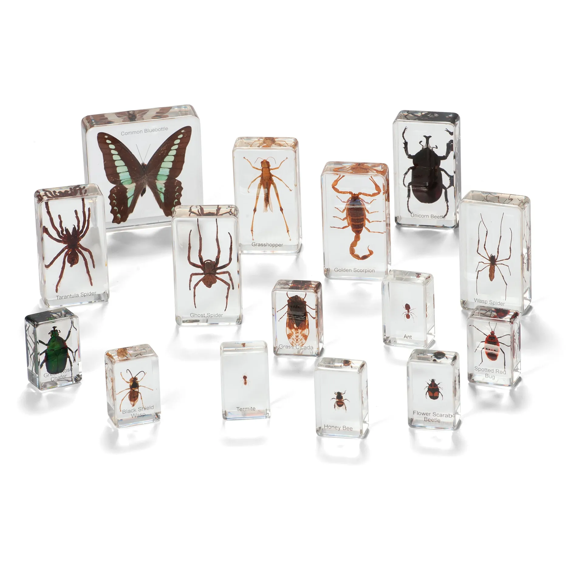 mini_beasts_insects_and_s_0.webp KNOWLEDGE BUILDER Mini Beasts Insects and Spiders (Large Set) - Reduced To Clear!