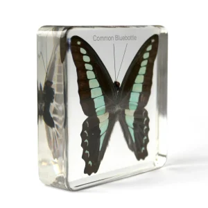 KNOWLEDGE BUILDER Mini Beasts Insects and Spiders (Large Set) - Reduced To Clear!