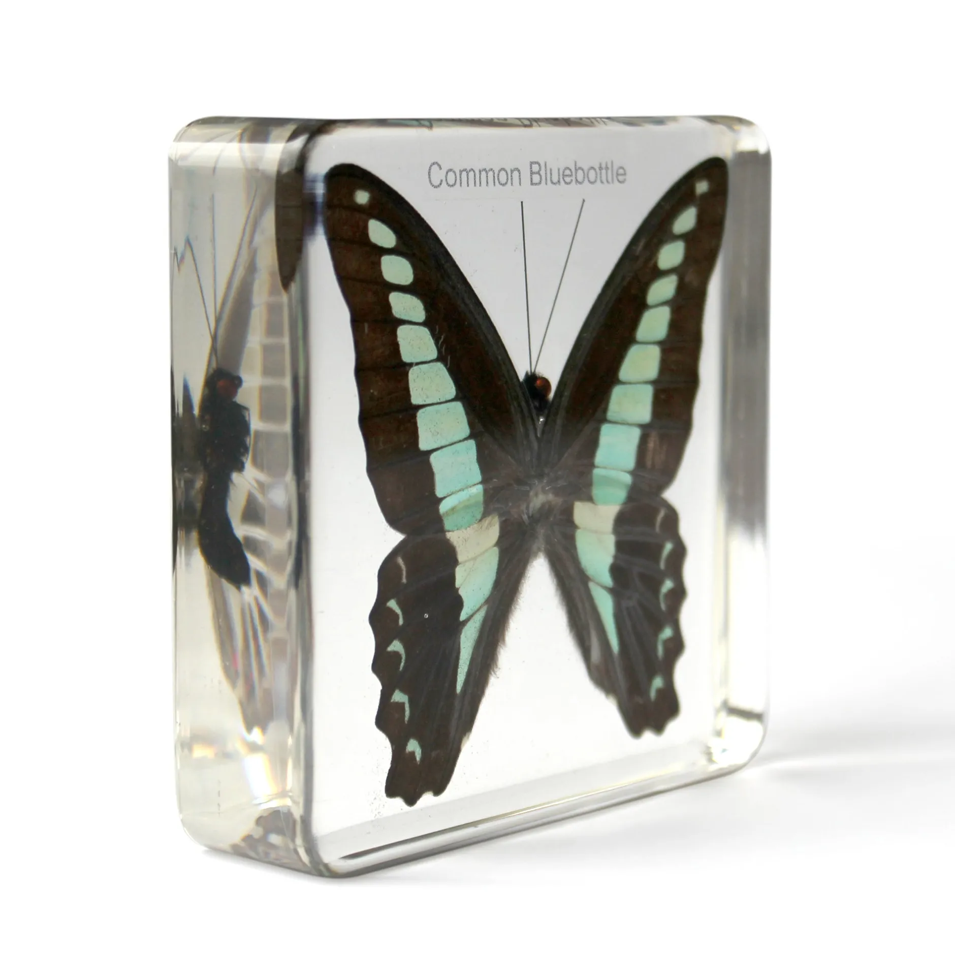 mini_beasts_insects_and_s_1.webp KNOWLEDGE BUILDER Mini Beasts Insects and Spiders (Large Set) - Reduced To Clear!