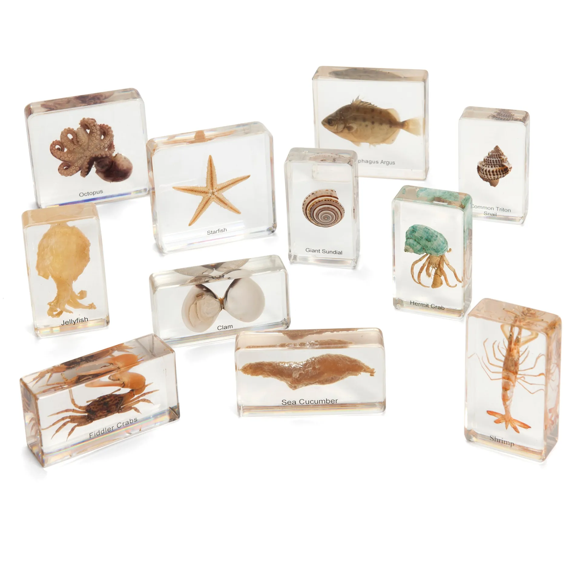 mini_beasts_ocean_large_s_0.webp KNOWLEDGE BUILDER MINI BEASTS OCEAN (LARGE SET) - Reduced To Clear!