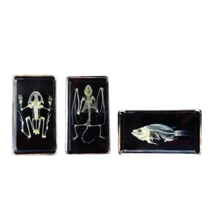KNOWLEDGE BUILDER MINI BEASTS SKELETON (SMALL SET) - Reduced To Clear!
