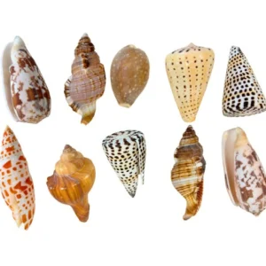 Anthony Peters Natural Exotic Shells - Pack of 10