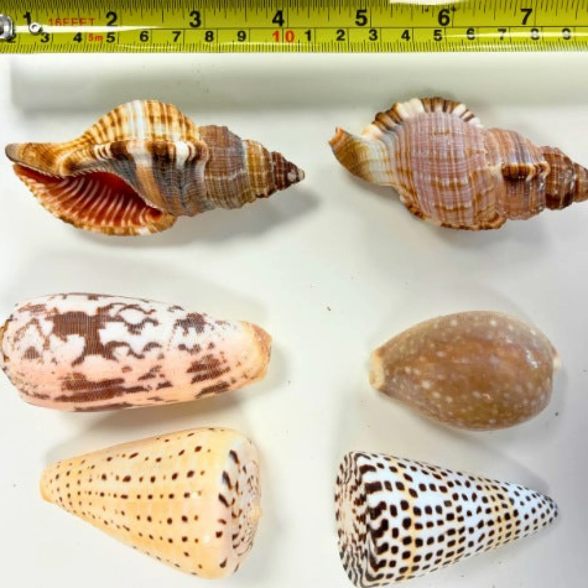 natural_exotic_shells__pa_1.webp Anthony Peters Natural Exotic Shells - Pack of 10