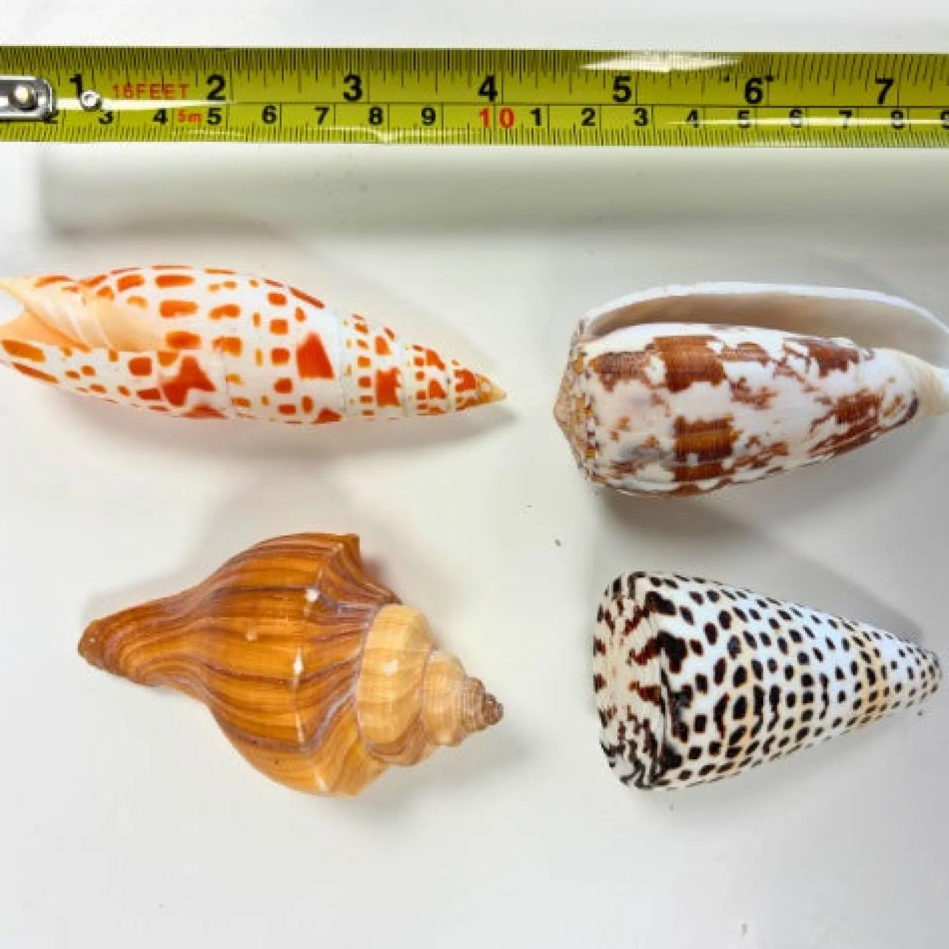 natural_exotic_shells__pa_2.webp Anthony Peters Natural Exotic Shells - Pack of 10