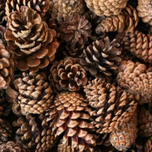 Anthony Peters Natural Pine Cones Regular - 250g