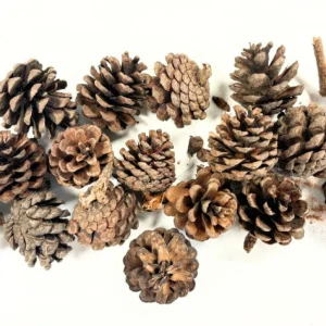 Anthony Peters Natural Pine Cones Regular - 250g