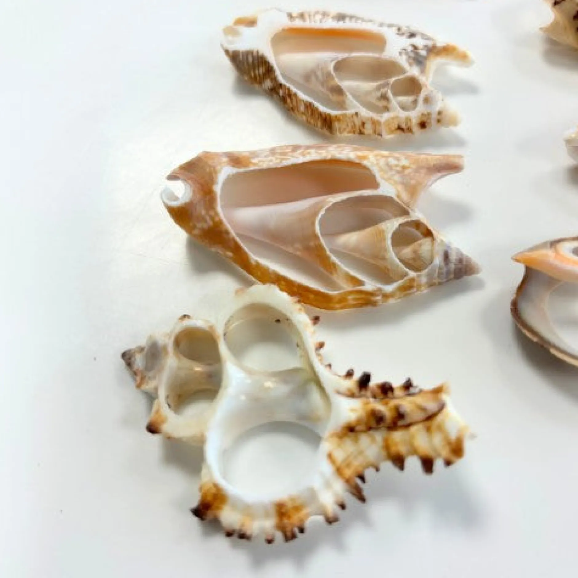 natural_shell_slices__pac_0.webp Anthony Peters Natural Shell Slices - Pack of 20