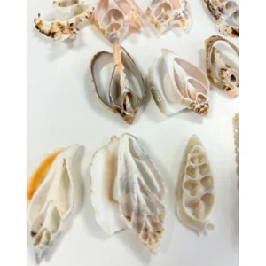 Anthony Peters Natural Shell Slices - Pack of 20