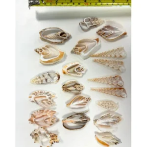 Anthony Peters Natural Shell Slices - Pack of 20
