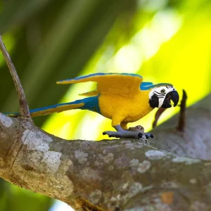 Safari Blue & Gold Macaw