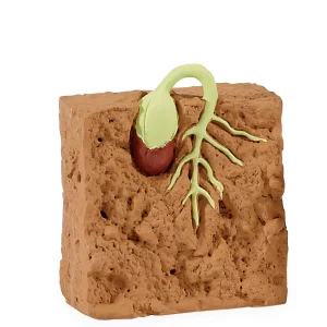 Educational Toys Safari Life Cycle of a Green Bean Plant