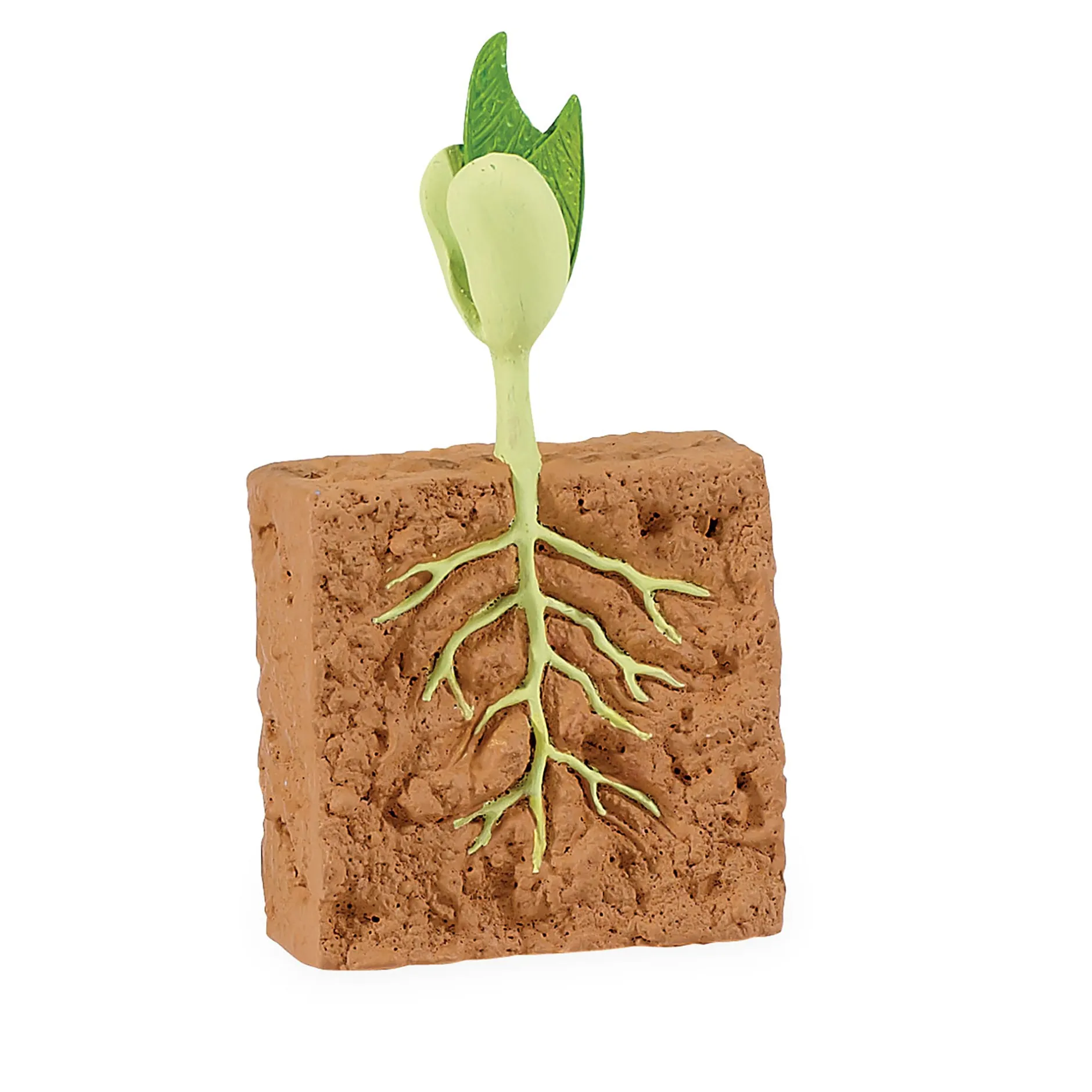 safari_life_cycle_of_a_gr_3.webp Educational Toys Safari Life Cycle of a Green Bean Plant