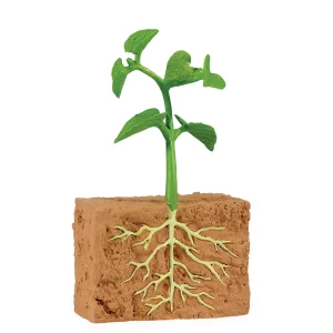 Educational Toys Safari Life Cycle of a Green Bean Plant