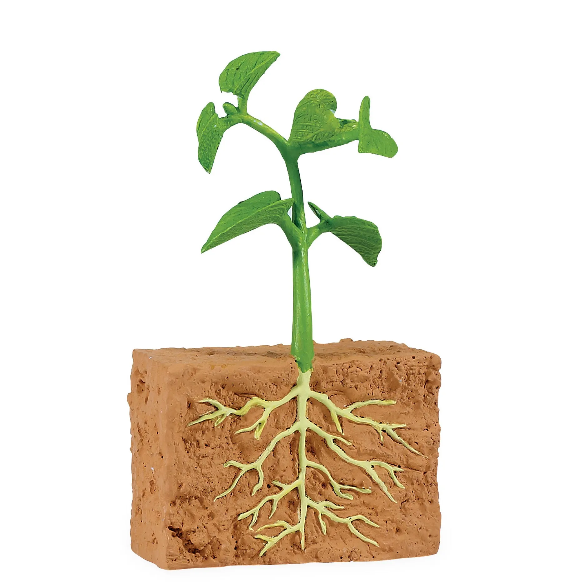safari_life_cycle_of_a_gr_4.webp Educational Toys Safari Life Cycle of a Green Bean Plant
