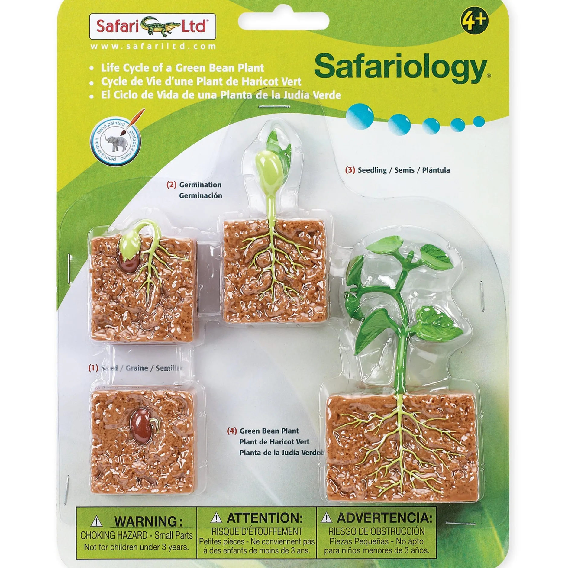 safari_life_cycle_of_a_gr_5.webp Educational Toys Safari Life Cycle of a Green Bean Plant