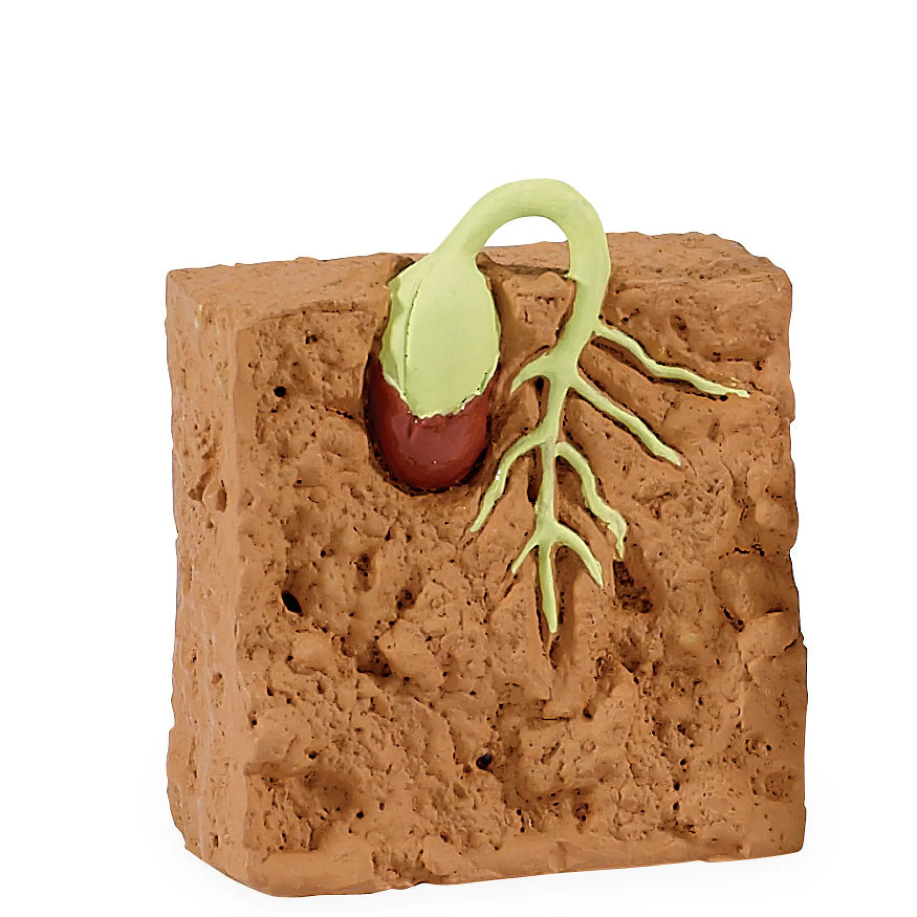 safari_life_cycle_of_a_gr_7.webp Educational Toys Safari Life Cycle of a Green Bean Plant