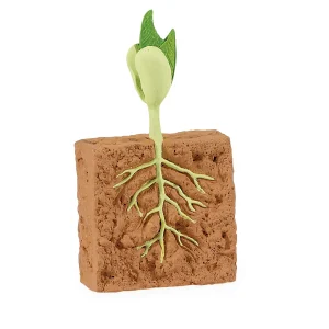 Educational Toys Safari Life Cycle of a Green Bean Plant