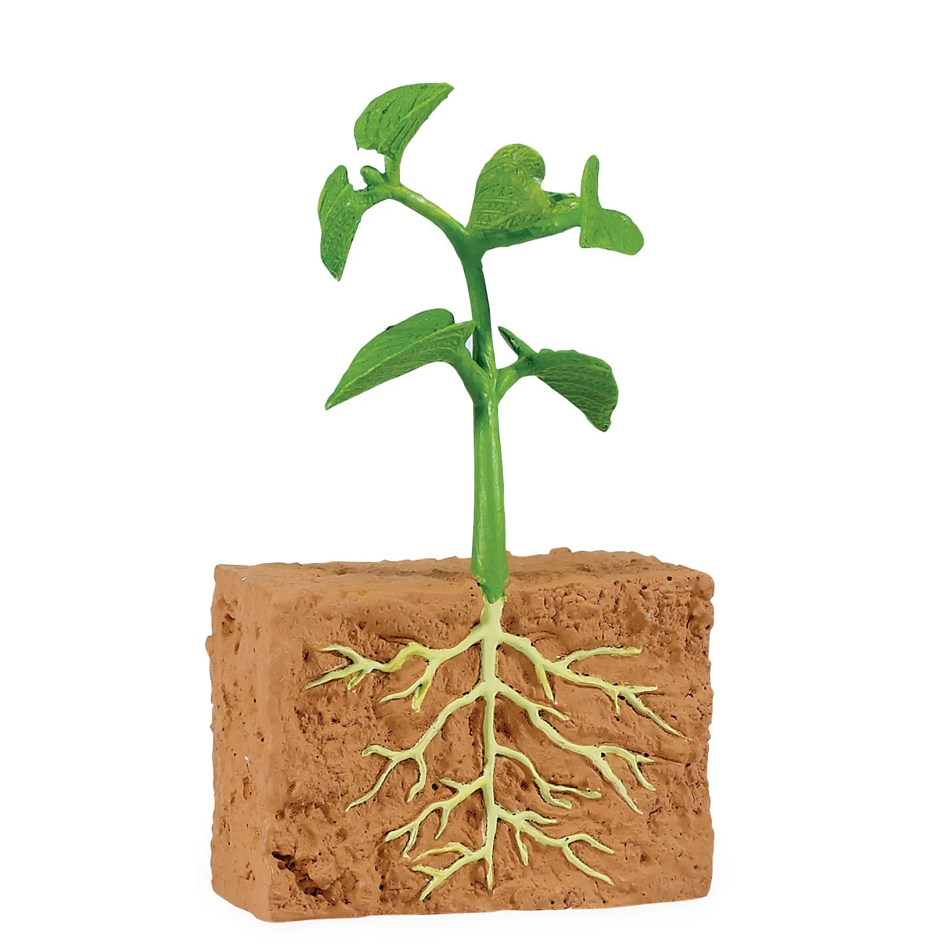 safari_life_cycle_of_a_gr_9.webp Educational Toys Safari Life Cycle of a Green Bean Plant