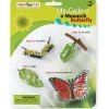 Educational Toys Safari Life Cycle of a Monarch Butterfly