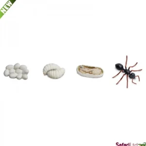 Safari Life Cycle of an Ant