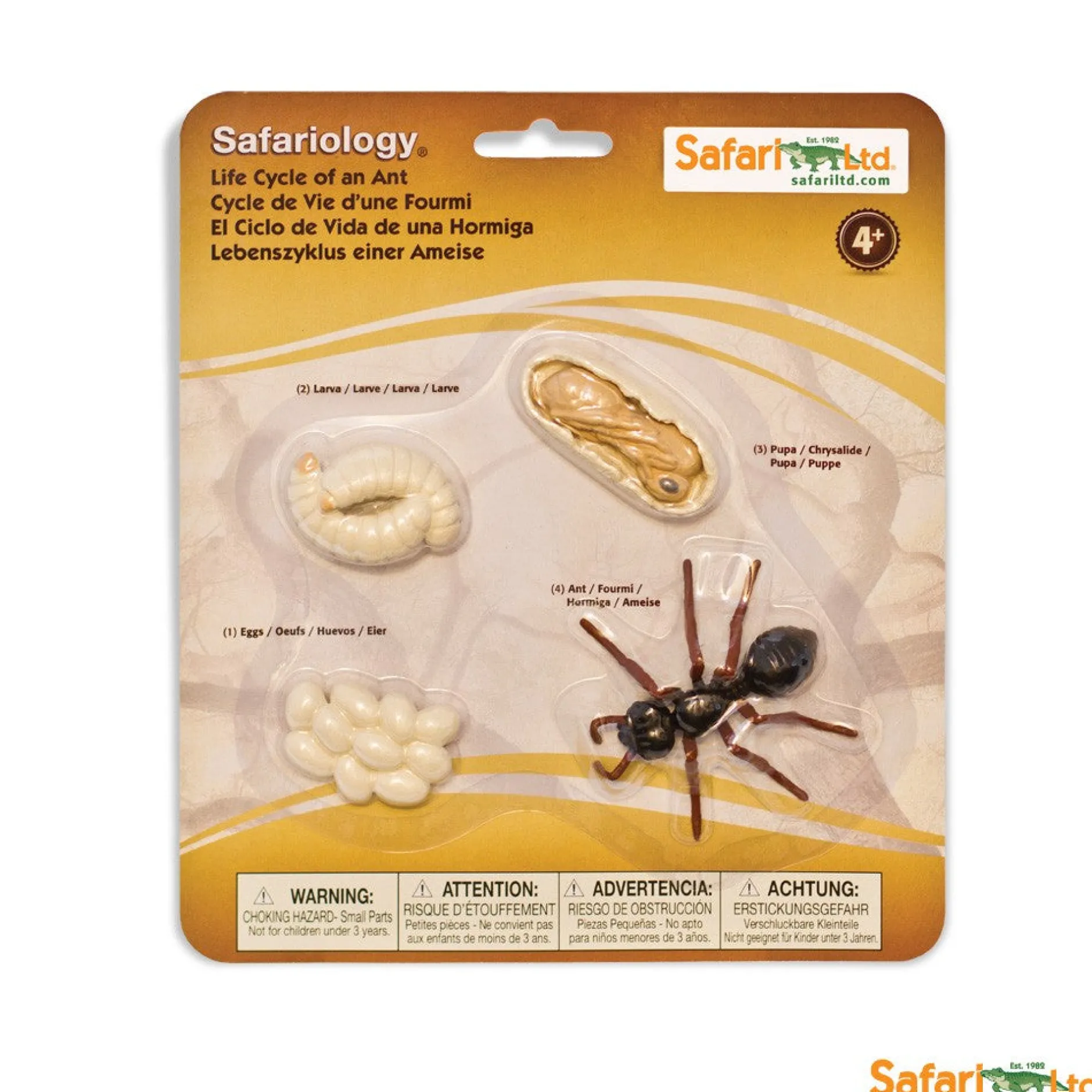safari_life_cycle_of_an_a_1.webp Safari Life Cycle of an Ant
