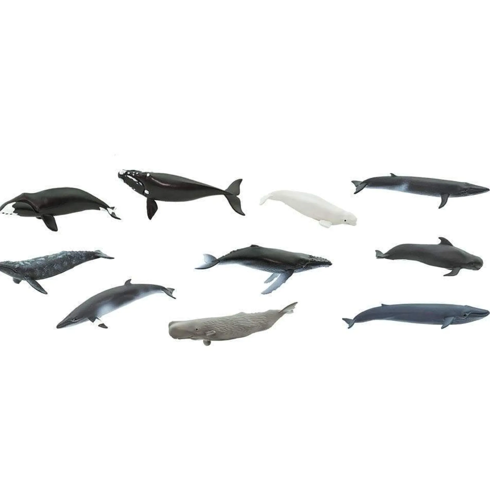 whales_and_dolphins_toob_6.webp Safari Whales and Dolphins Toob